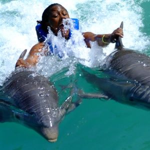 Swim with the Dolphins