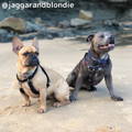 Jaggar and Blondie Travel Dogs Instagram Page