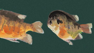 Main Content Image