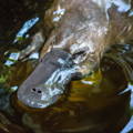 Platypus in the water