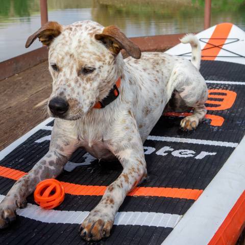 Dog enjoy outdoor activity in stand up paddle board