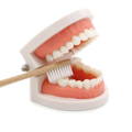 An educational Montessori teeth toy for toddlers with a toothbrush