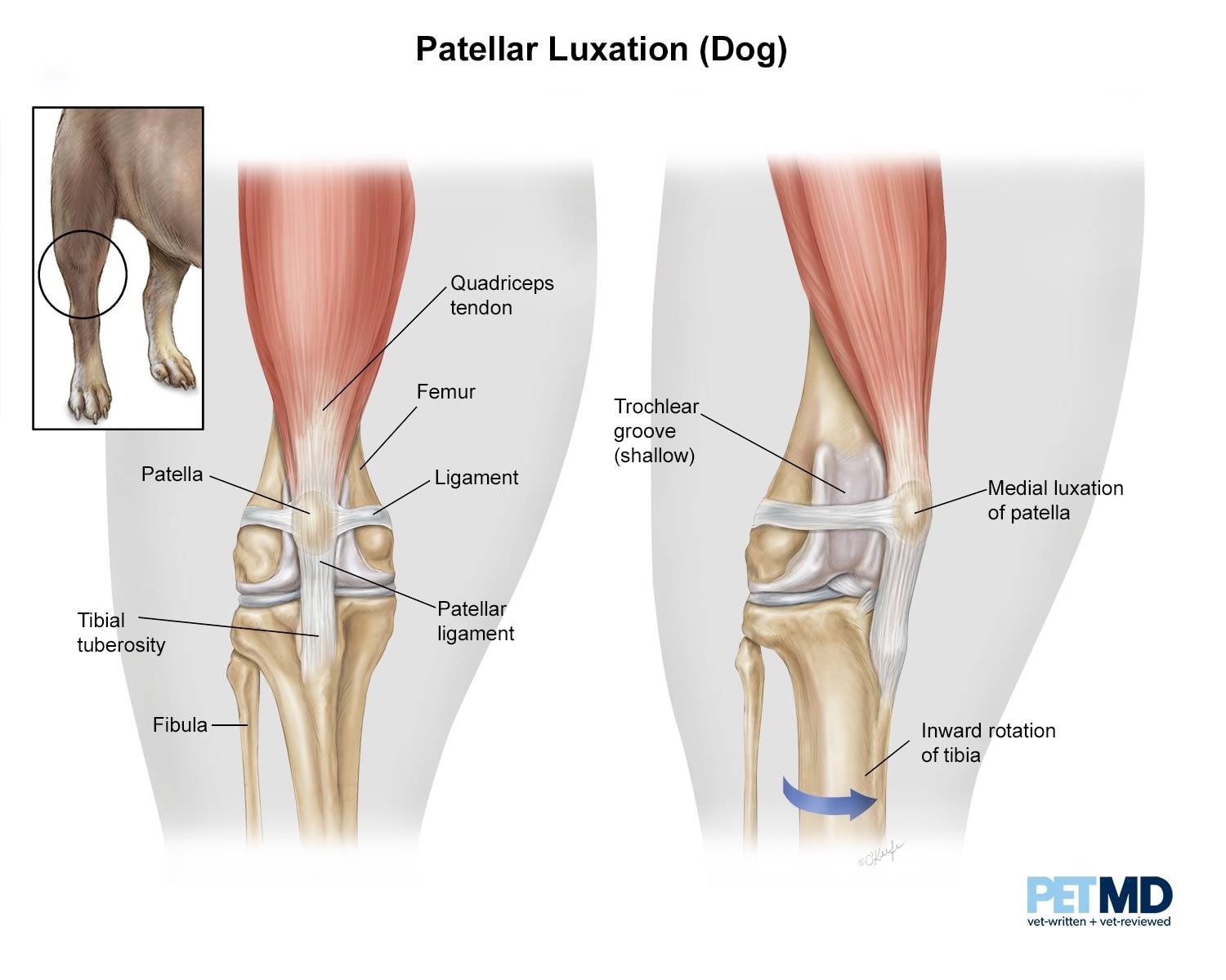 pomchi patellar luxation