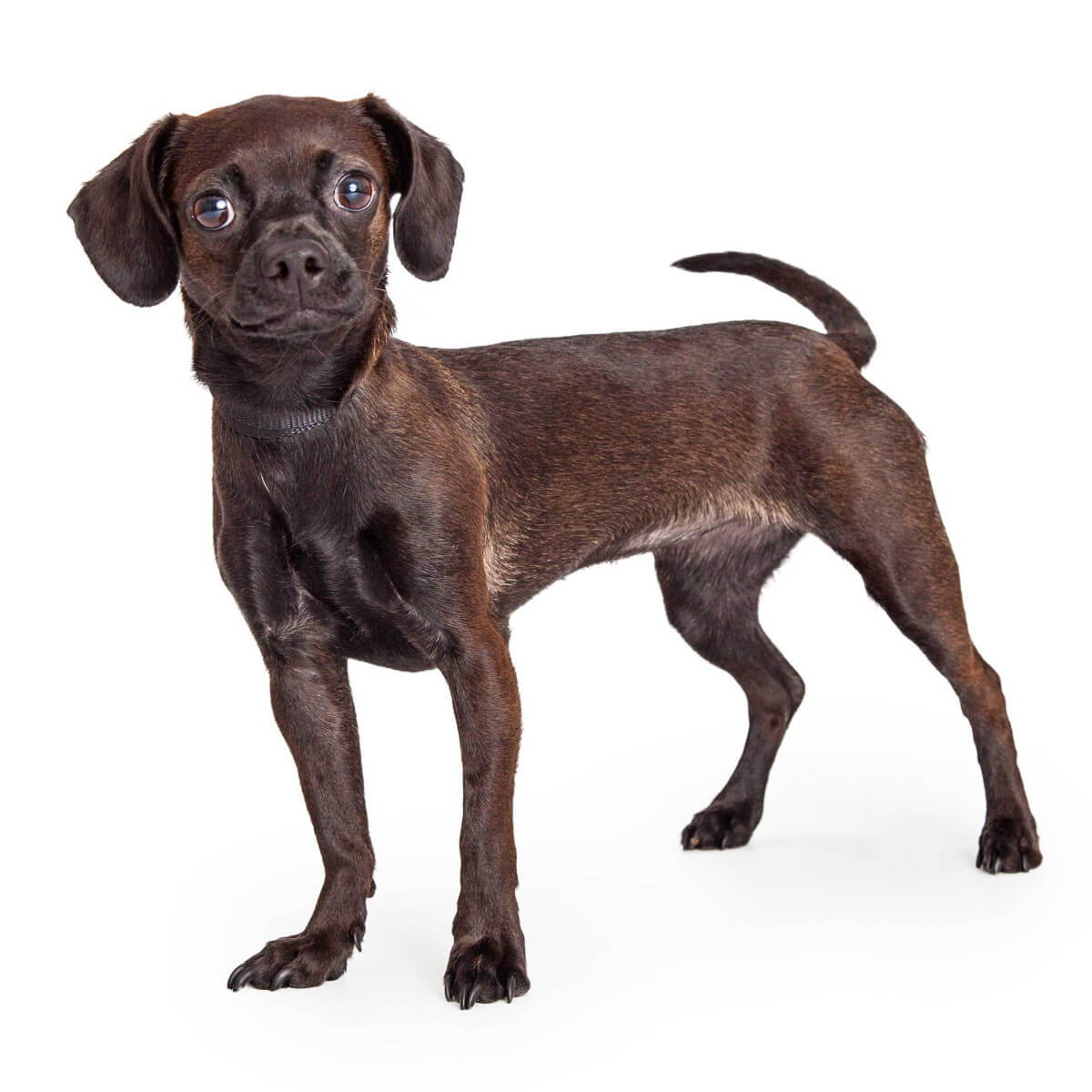 beagle chihuahua mix