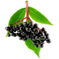 Elderberry Fruit Extract