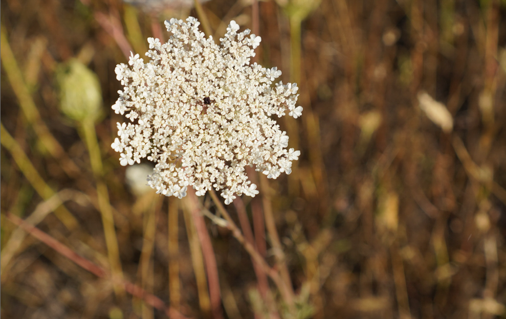 Wild carrot has a dark red spot in its center