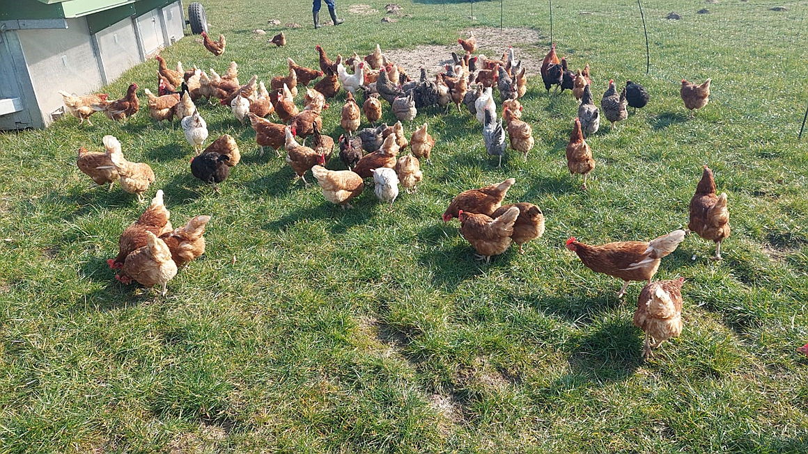  Hamburg
- Rund 800 Hühner leben auf der James Farm. © Katrin Johannsen