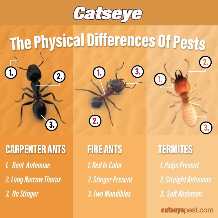 insects vs carpenter ants