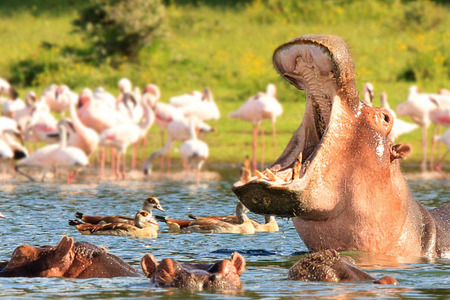 Hippo Lake Naivasha.jpg