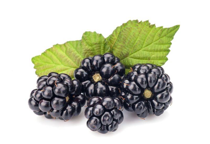 ブラックベリー