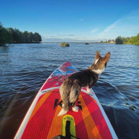 Dog stand up paddleboard with cheap inflatable paddle board in Canada