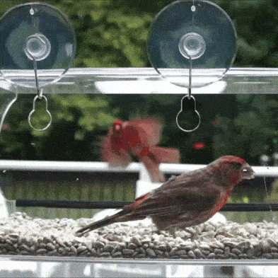 Window Bird Feeder, Bird Feeding Station, Hanging Bird Feeder Stands