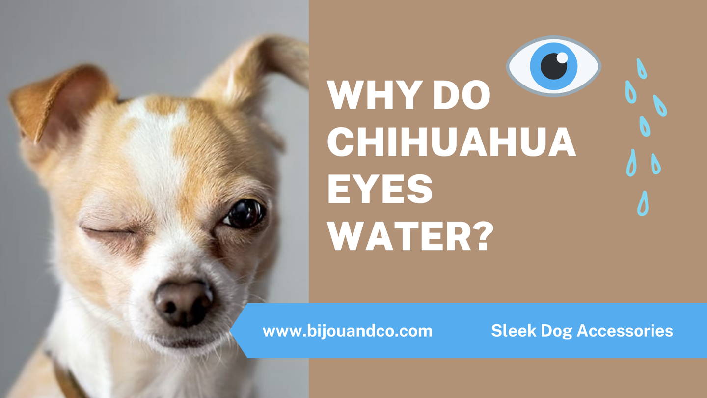 why are my chihuahuas eyes watering