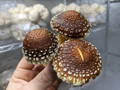 Hand hold harvested chestnut mushrooms