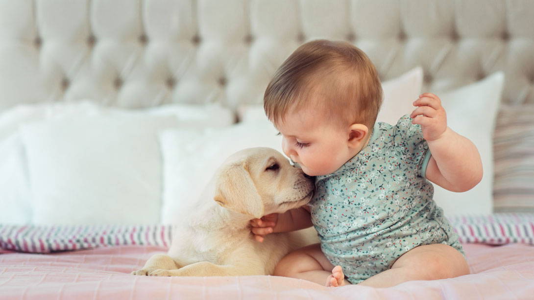 Ein Baby küsst einen Hund - gute Hygiene sieht anders aus.