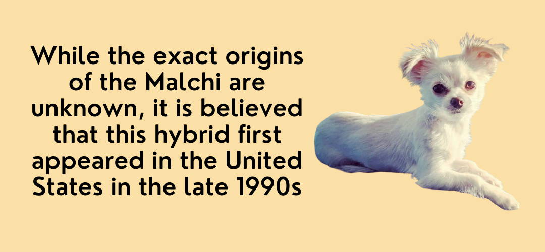 maltese mixed chihuahua