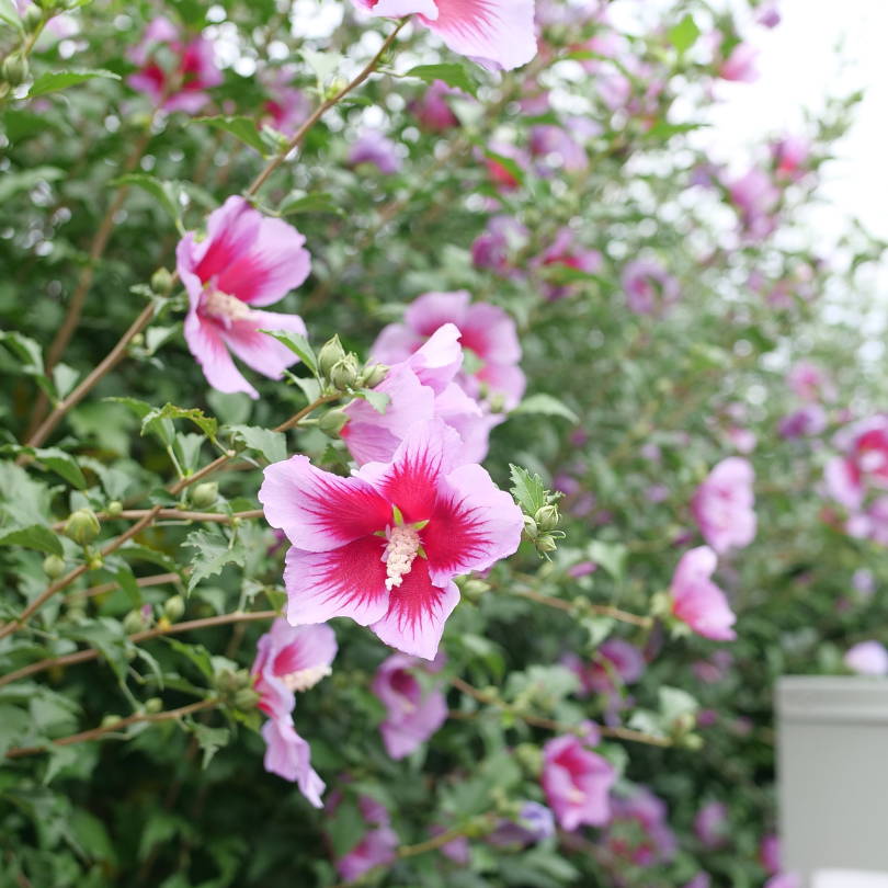 Light pink and fuchsia hibiscus flowers blooming on rose of Sharon