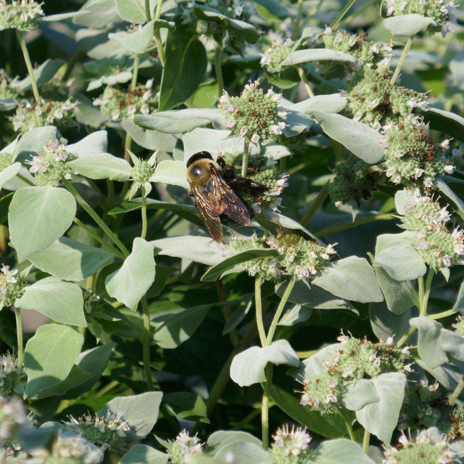 Close up image of frosty green mountain mint foliage with fuzzy bumblebee feeding on the nectar