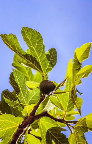 Eygalières is a green fruity scent with fig leaves notes, delicious luxury scented candle