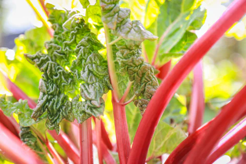 Close up of rhubarb leaves