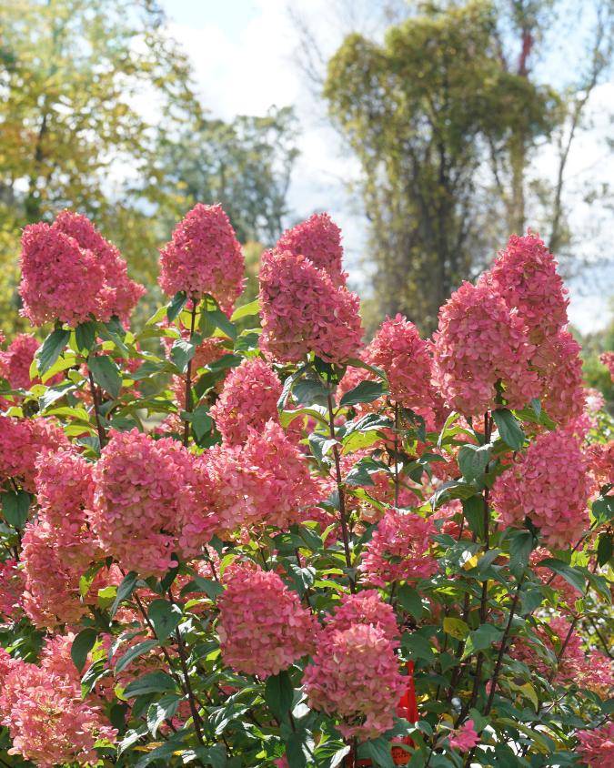 Large pink Limelight Prime panicle hydrangea flowers in a fall garden