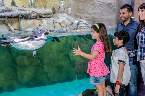 Дубайский аквариум и Бурдж-Халифа: пакетное предложение
