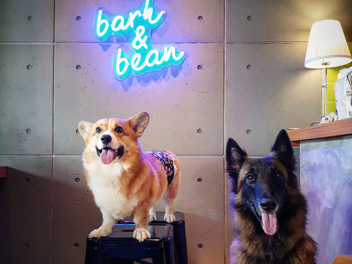 Bark & Beans