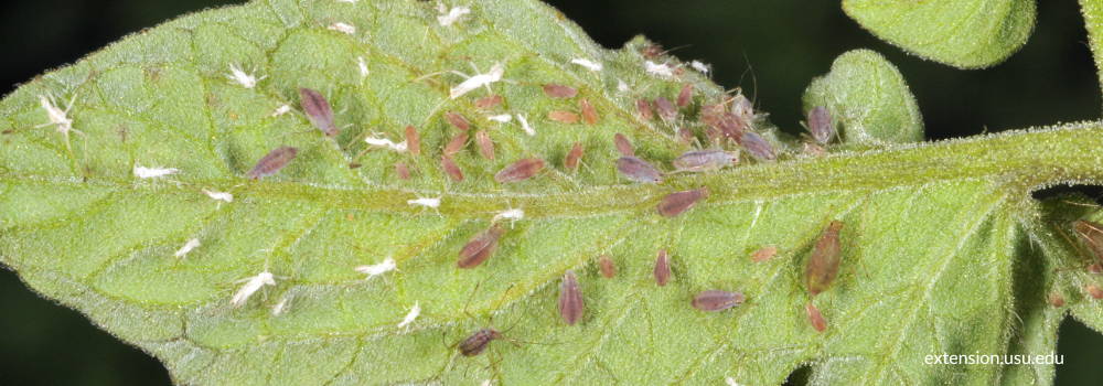 aphids crowd on plant leaves
