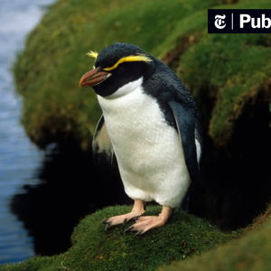 Wildlife Excursion New Zealand
