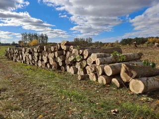  Drewno z wycinki złożone w km 8+600