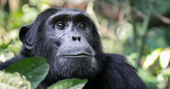 chimp-trekking-in-uganda