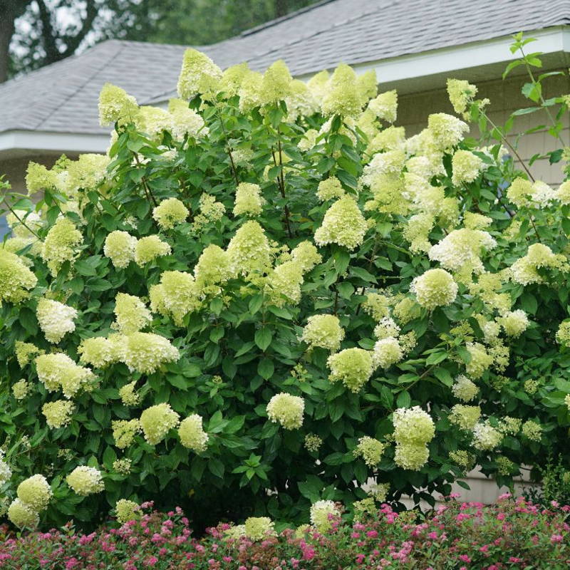 Large 'Limelight' hydrangea shrub planted outside of a home