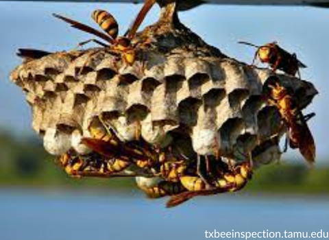 paper-wasp-species-nest