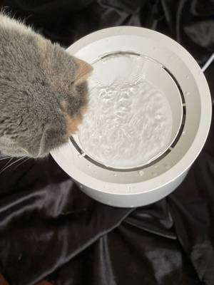 Petree Automatic Cat Water Fountain Dispenser