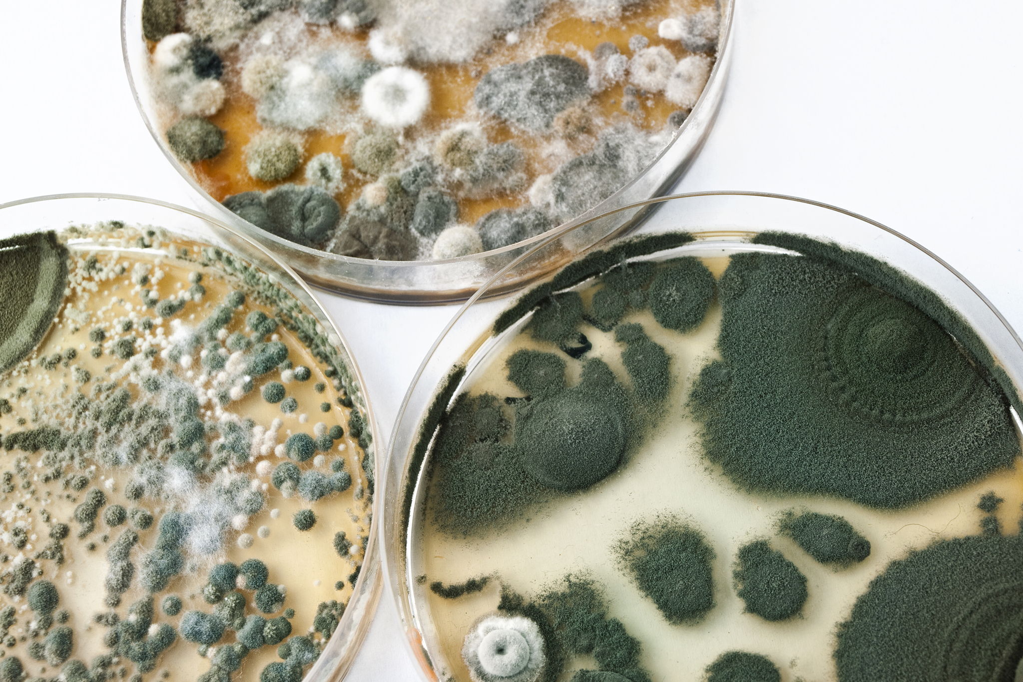 Simple But Effective Treatment of Mold Toxicity -