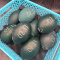 collecting-emu-hatching-eggs