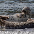 seal relaxing on coastal rocks