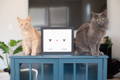 Two cats sitting on a furniture cabinet with a framed print that has both of their nose prints and names, clicking this link leads to the pet nose prints for multiple pets product