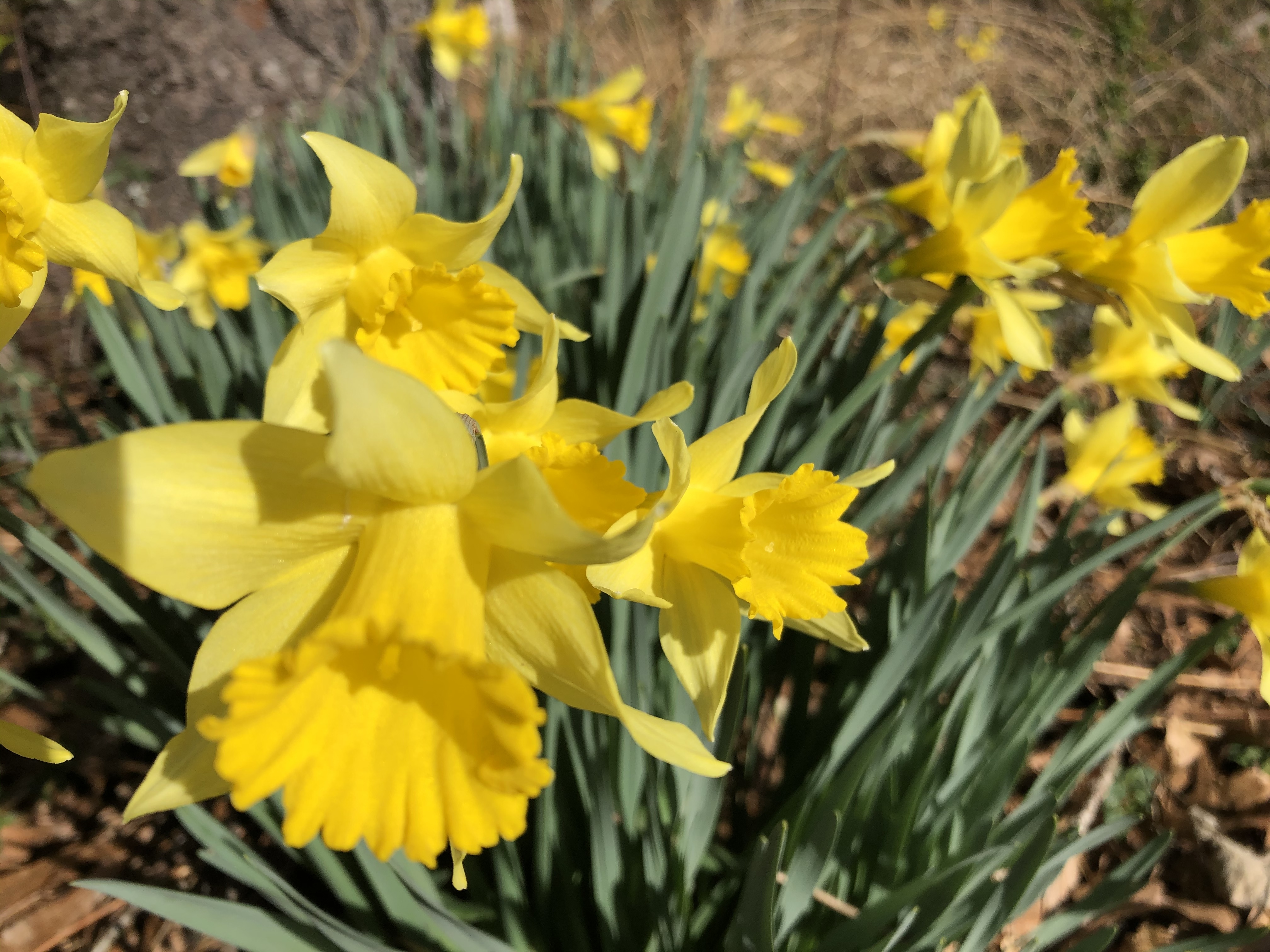 Yellow daffodil plants blooming in the sun