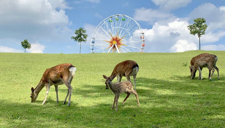sonnenlandpark sikahirsche und riesenrad
