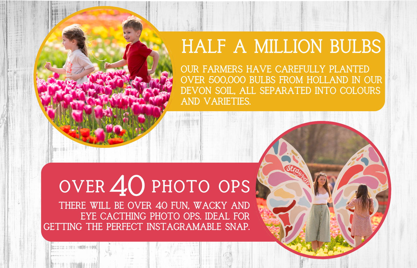 Discover the biggest and best pumpkin festival in Devon & Cornwall, and South West! Pumpkin Fest at Strawberry Fields is the ultimate family day out with a huge pumpkin patch, pumpkin picking, maize maze, barrel train rides, photo spots, tasty autumn treats & fun for all ages. Book now!