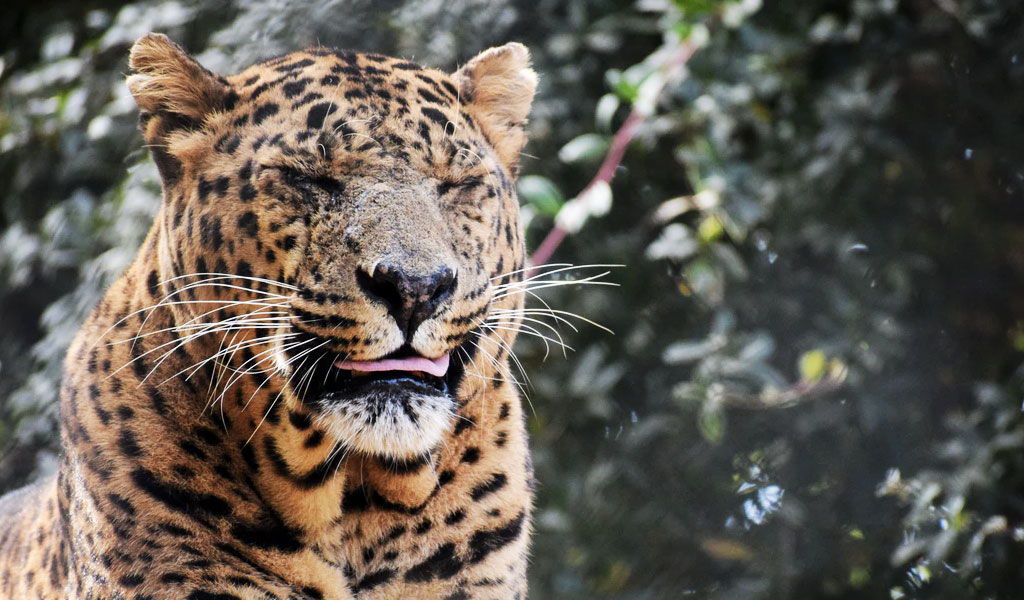 Wildlife-in-Uttarakhand.jpg