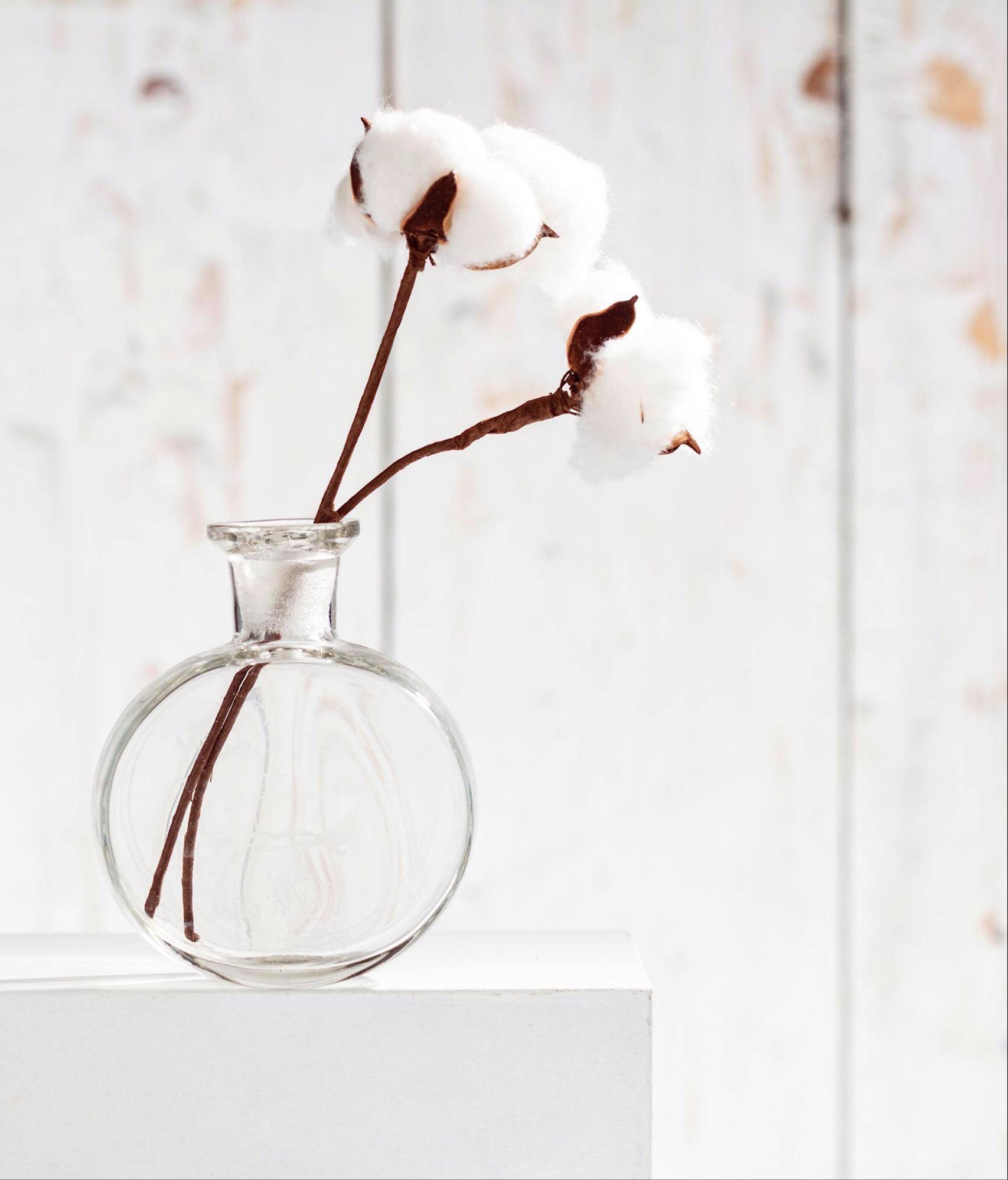 Cotton plant in minimalisitic glass vase