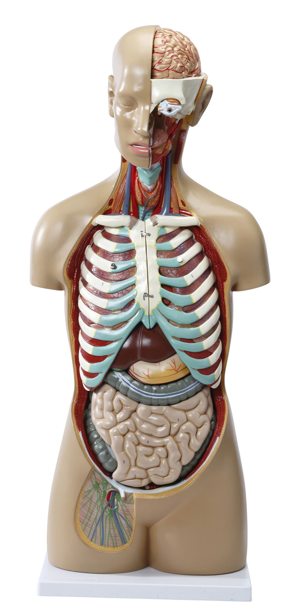 torso foto.JPG torso foto.JPG
