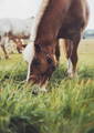 brown horse grazing in fresh grass
