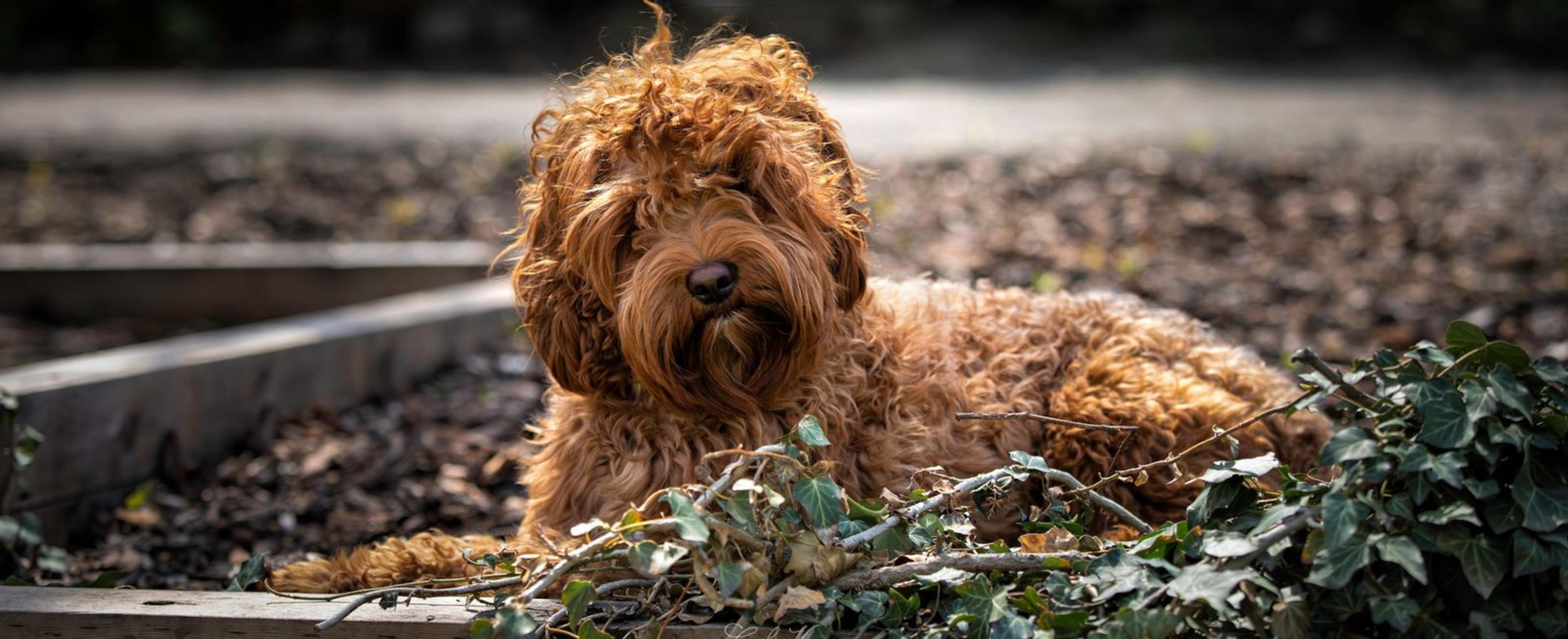 Europe | WALA Labradoodles