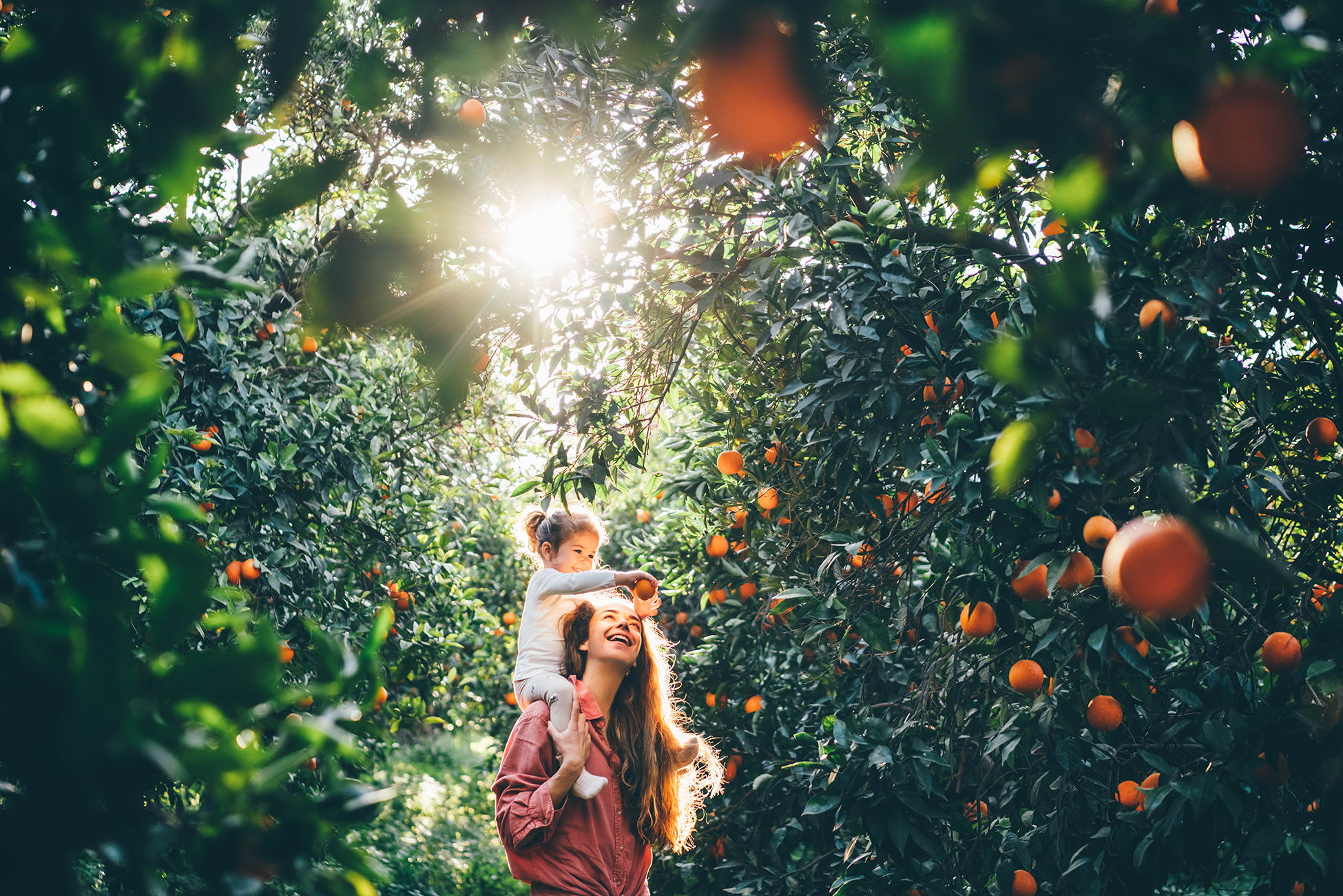 A mother carries her young daughter on her shoulders as they smile in a sunlit orange grove, surrounded by lush green trees filled with ripe oranges. Sunlight filters through the branches above.