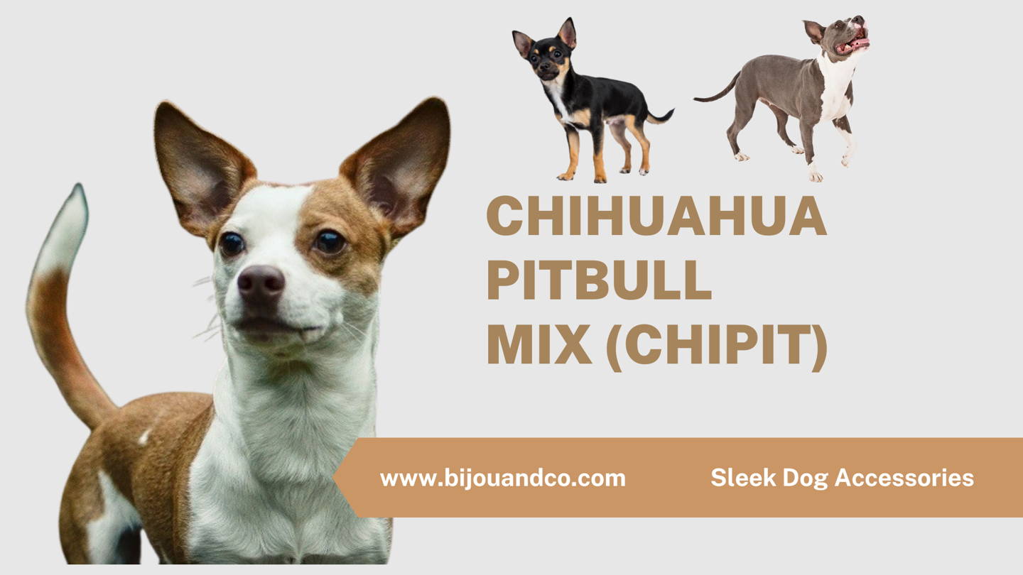 chihuahua pit bull mix