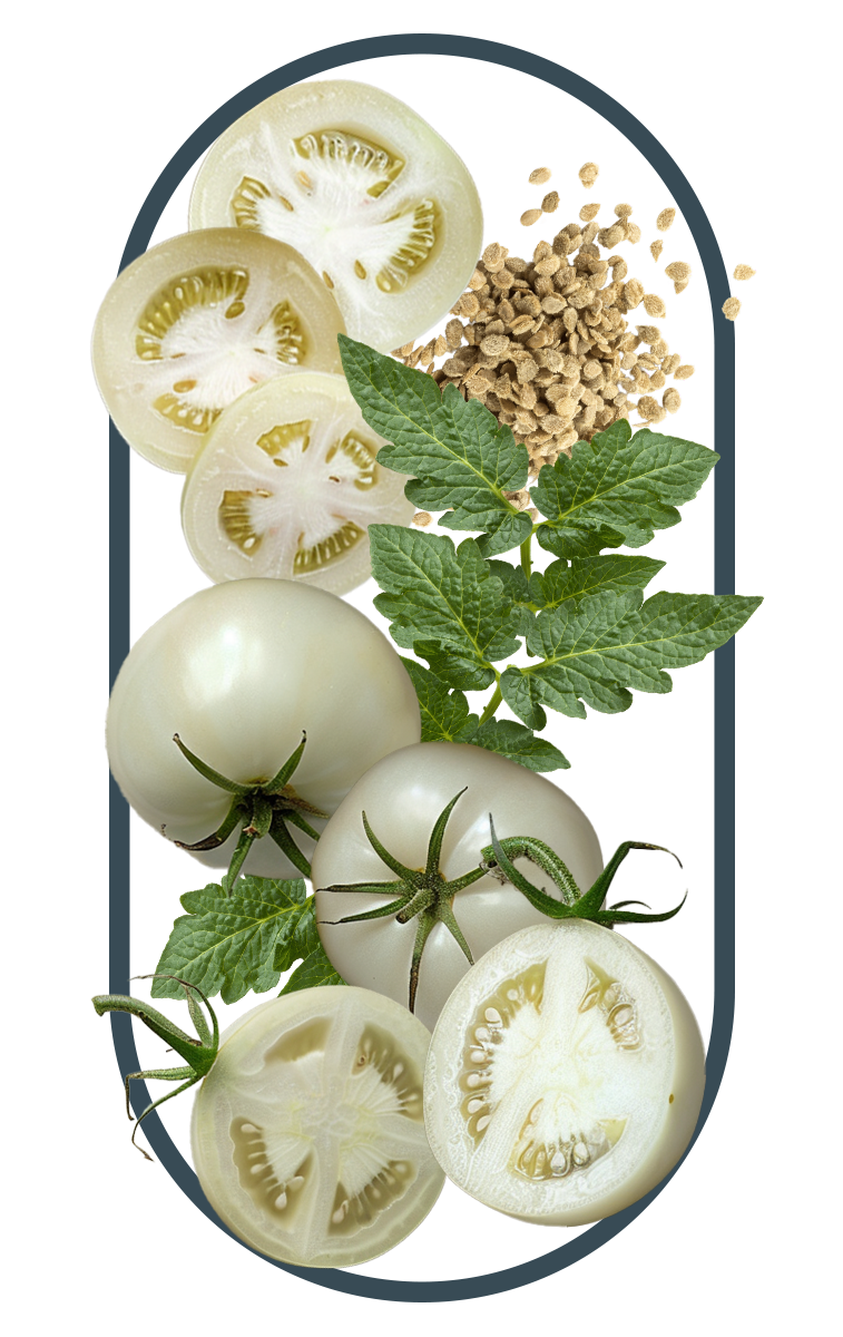 several tongkat ali roots, the key ingredient in the best tongkat ali singapore