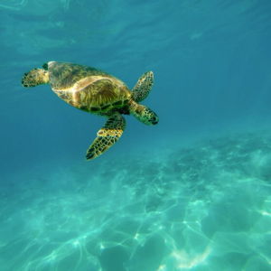 Honeymoon Activity: Snorkel with the Turtles
